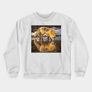 Red Fox in Water Crewneck Sweatshirt